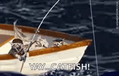 catfishing gif|funny catfish pictures.